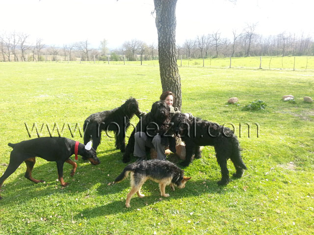 residencia canina las merindades